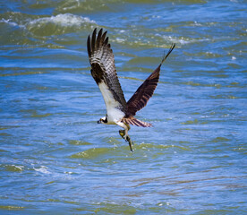 Osprey fishing eagle fishing in the river at West Point Dam in Georgia.