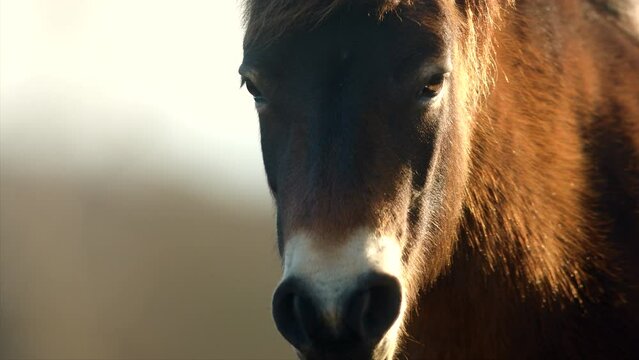 Closeup sunlit wild exmoor pony horse have rest standing in the middle of pasture in late autumn nature habitat in Milovice, Czech republic. Protected animals considered as horse ancestor