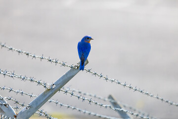Bluebird sitting on a barbed wire fence at West Point Dam in Georgia.