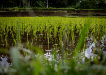 Rice Patty Field in Asia