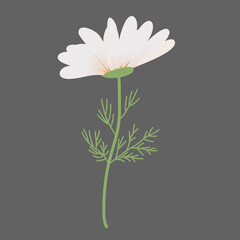 Daisy illustration 