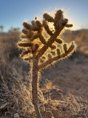 Joshua Tree cactus (Yucca brevifolia)