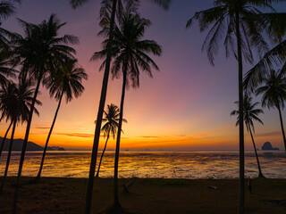 Aerial view coconut fields in the morning glow in orange light..Orange light penetrates the horizon above the coconut forest. coconut fields in the morning glow in orange light..Laem Had Beach