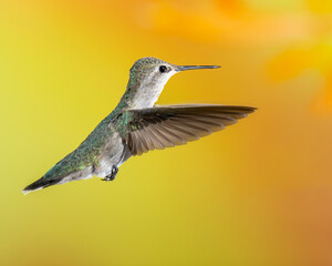 Hummingbird in Flight on Yellow Background, Female or Immature Male