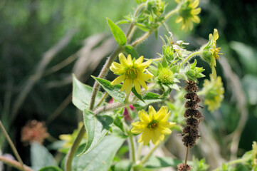 シルフィウムモーリー