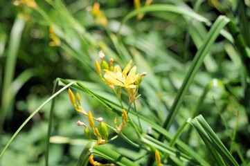 キバナヒオウギ