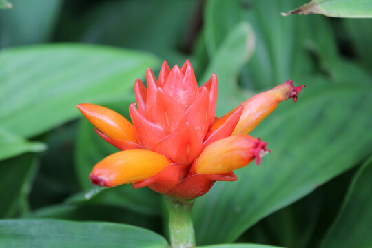 Orange costus flower on a ginger plant in a tropical garden