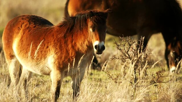 Sunlit wild exmoor pony horse have rest standing in the middle of pasture in late autumn nature habitat in Milovice, Czech republic. Protected animals considered as horse ancestor maintain the environ