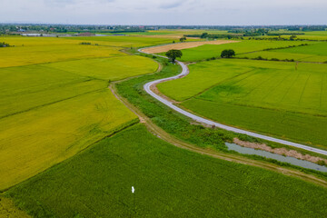 Green rice paddy fields in Central Thailand Suphanburi region with a curved winding road, drone aerial view of green rice fields in Thailand