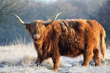 Highland Cattle in winter - obrazy, fototapety, plakaty