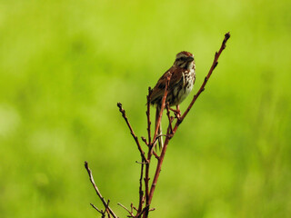 Song Sparrow Bird Perched on a Bare Branch on the Prairie