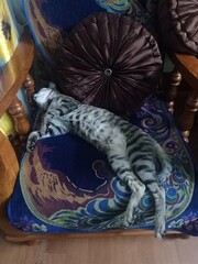 indian local cat stray pet adopt indie billi kitten hugging cute baby sleeping napping furry love