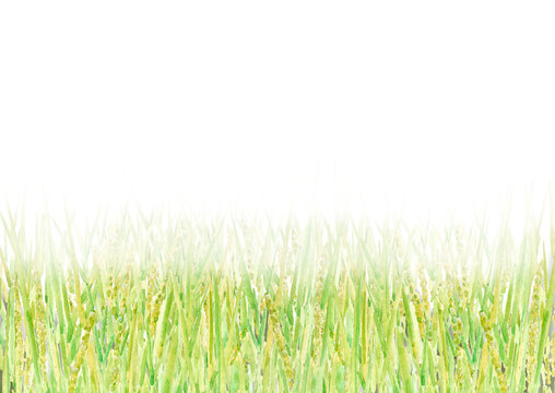 水彩で描いた緑の麦畑の背景フレーム素材
