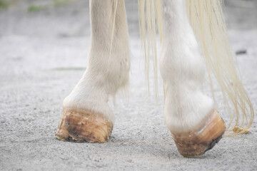 White horse legs are treading the asphalt road in urban areas.