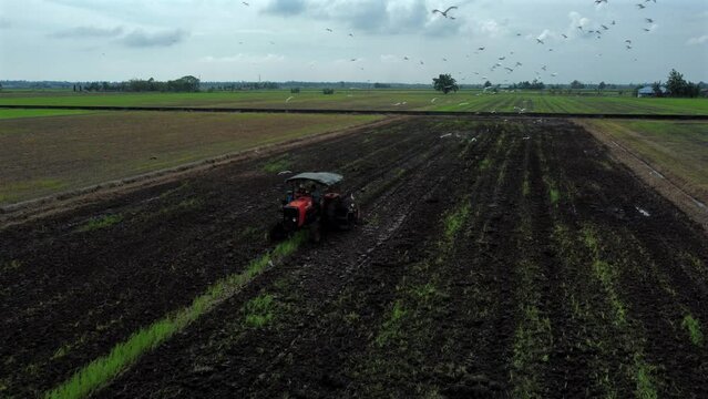 Tractor working in a green paddy field with white birds flying around aerial steady shot