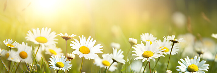 summer or spring morning nature background with fresh wild daisies © sam