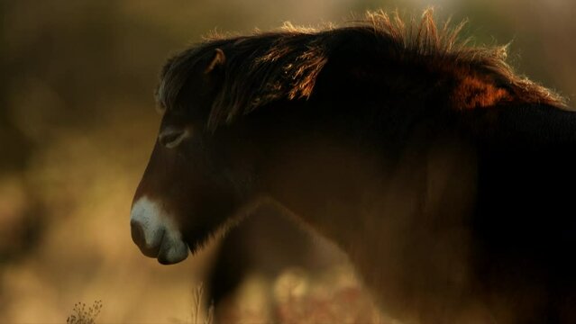 Closeup sunlit wild exmoor pony horse have rest standing in the middle of pasture in late autumn nature habitat in Milovice, Czech republic. Protected animals considered as horse ancestor