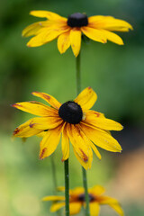 yellow flower in the garden