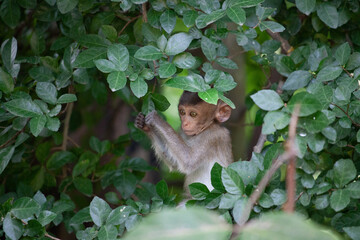可愛いサル
