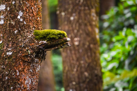 Small Epiphyte orchid plants growing stuck to the tree bark. Moss, fungus and native endemic plants stick to the trunk in the pine forest or jungle with bokeh backgrounds.