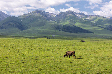 Fototapeta na wymiar Cattle on the Xinjiang steppe