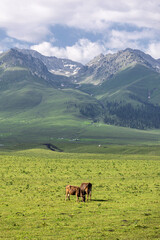 Fototapeta na wymiar Cattle on the Xinjiang steppe