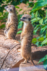 Two cute curious meerkats stand on their hind legs on a sandy hill and look away.