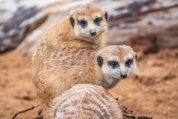 A group of cute meerkats. Meerkat Family are sunbathing.