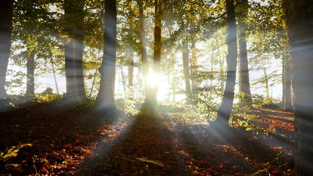 Colorful vibrant vivid forest trees woodland at sunset golden hour