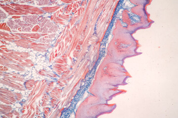 Showing Light micrograph of the Sublingual gland, Oesophagus human and Tongue human under the...