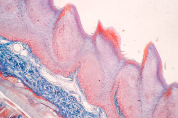 Showing Light micrograph of the Sublingual gland, Oesophagus human and Tongue human under the microscope for education in the laboratory.