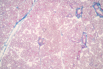 Showing Light micrograph of the Sublingual gland, Oesophagus human and Tongue human under the microscope for education in the laboratory.