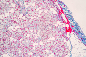 Showing Light micrograph of the Sublingual gland, Oesophagus human and Tongue human under the microscope for education in the laboratory.