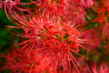 彼岸花　ヒガンバナ　群生