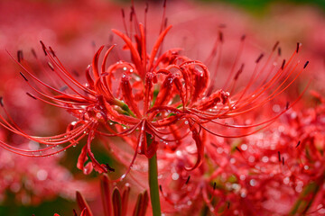 彼岸花　ヒガンバナ　群生