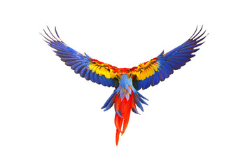 Colorful feathers on the back of Scarlet macaw isolated on transparent background. Free flying bird © Passakorn
