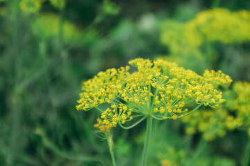 Fennel (Foeniculum vulgare) flower isolated on green garden. Yellow dill plant. Dill umbrellas. Dill blossom. Close up of blooming dill flowers on blurred background.