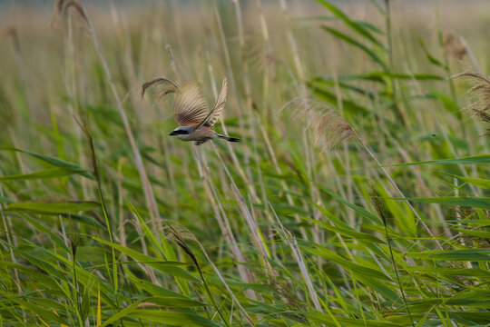 great crested grebe