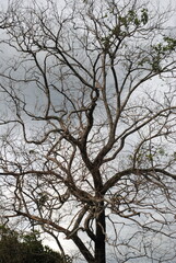 tree in the sky