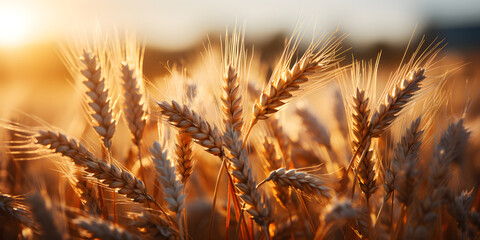 Fototapeta premium Close up wheat field. ears of golden wheat on blurry sunset. Background of ripening ears of wheat field. Rich harvest Concept