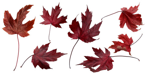 red maple leaf. Fallen leaves elements. Maple leaves png. Autumnal leaves collection.