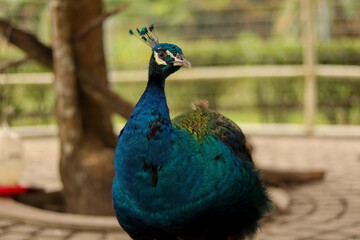 Fototapeta premium Close up shot of a beautiful male peacock.