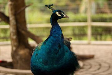 Fototapeta premium Close up shot of a beautiful male peacock.