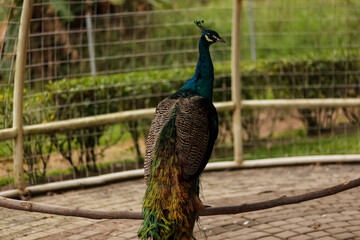 Fototapeta premium Close up shot of a beautiful male peacock.