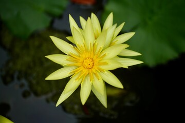 一輪の黄色い睡蓮の花