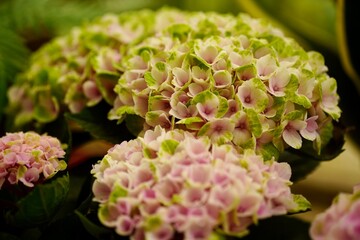 マジカルアメジストアジサイの花のアップ