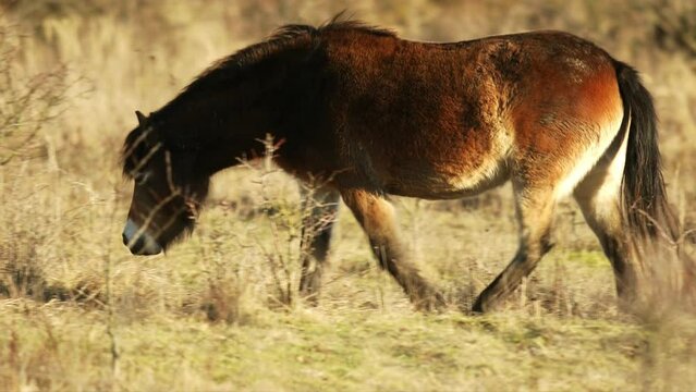 Closeup sunlit wild exmoor pony horse walking around meadow on the middle of pasture area in late autumn nature habitat in Milovice, Czech republic. Protected animals considered as horse ancestor.