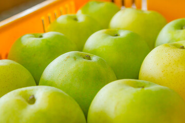 綺麗に並べられた梨 鳥取県 青梨