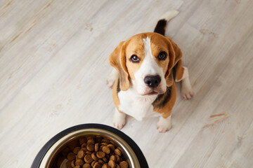 A beagle dog is sitting on the floor, looking at a bowl of dry food and waiting for it to be fed....