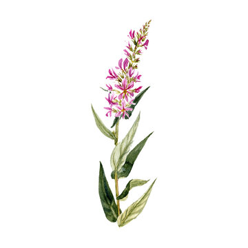 watercolor drawing plant of purple loosestrife with leaves and flower, Lythrum salicaria isolated at white background, natural element, hand drawn botanical illustration